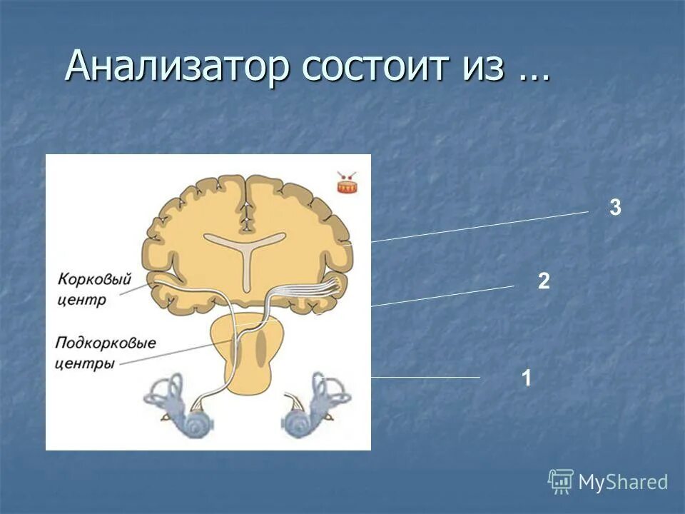 Анализатор состоит из рецептора воспринимающего раздражение. Анализатор состоит из выберите ответ. Анализатор это в психологии. Каждый анализатор состоит из 3 отделов. Из каких трех частей состоит анализатор.
