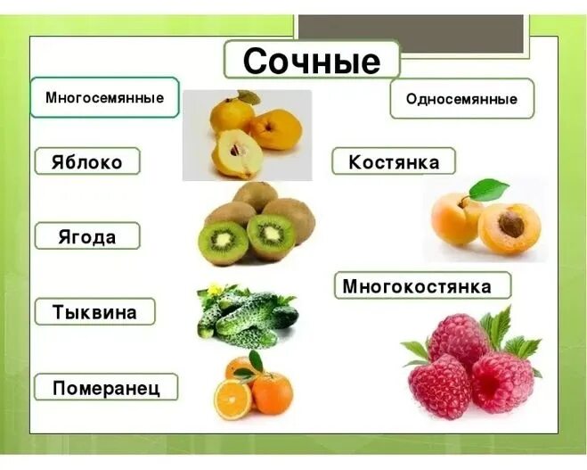 Сочные плоды односемянные и многосемянные. Костянка односемянная. Сонные многосемянное и односемянные плоды. Сочные многосемянные плоды примеры.