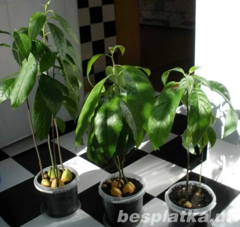 плодоносящее дерево авокадо. росток авокадо из косточки. проращивание косточки авокадо. авокадо плодоносит. дерево из косточки авокадо.