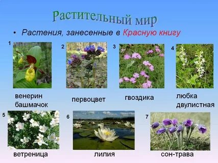 Какие растения есть в твоем регионе