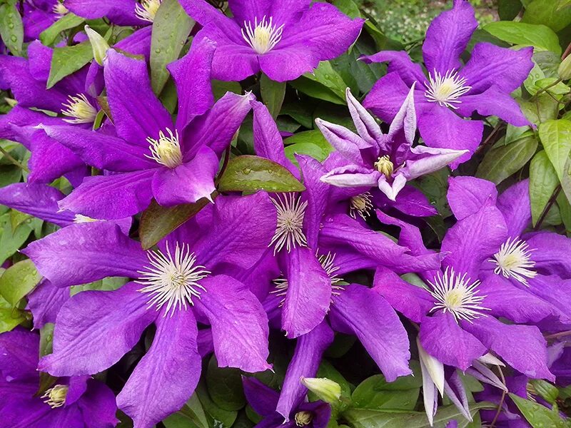 Клематис сорт какие. Клематис Лютер Бербанк. Клематис (Clematis Luther Burbank. Клематис Гуэрнси Крим. Клематис Монте Кассино.