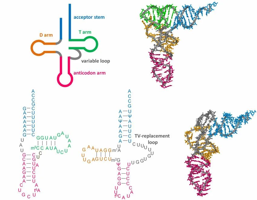 Виды РНК митохондриальная. Митохондриальная РНК функция. TRNA structure. Митохондриальная ДНК.
