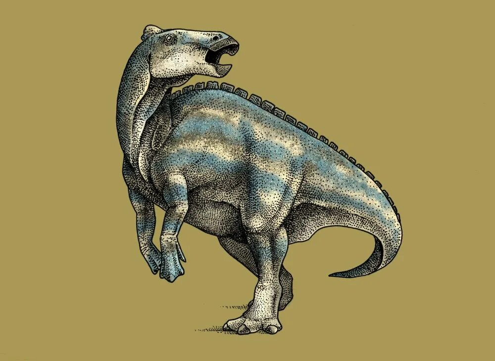 Птицетазовые. Паразауролоф динозавр. Птицетазовые динозавры представители. Цинтаозавр гадрозавриды. Альбертацератопс.