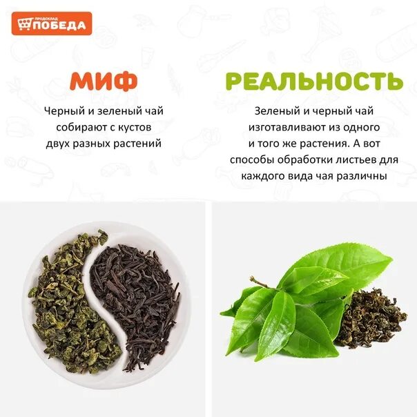 Какой лучше пить чай черный или зеленый. Различия черного и зеленого чая. Черный и зеленый чай. Зеленый чай листовой. Какой чай полезнее черный или зеленый.