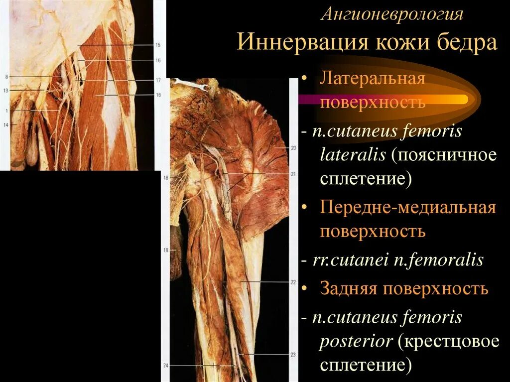 Кожно нервные. Кожу передней поверхности бедра иннервирует. Кожу передней поверхности бедра иннервирует нерв. Иннервация кожи бедра. Кожу медиальной поверхности бедра иннервирует.