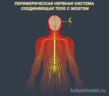 Голодание организма