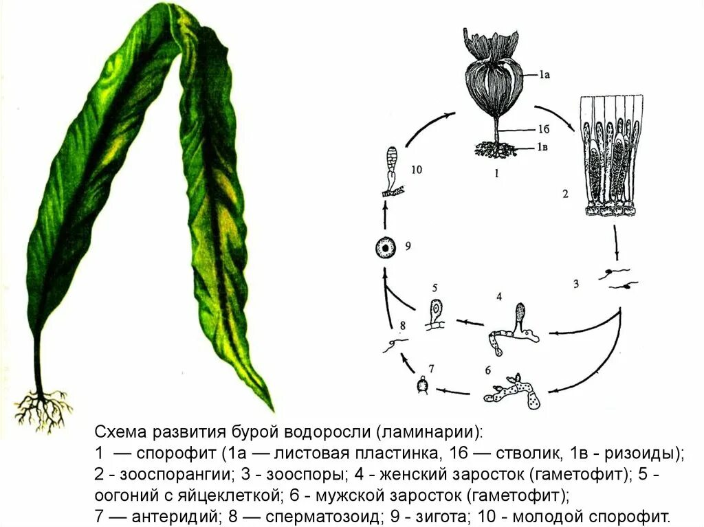 Схема ламинарии