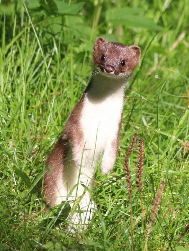 Известно что горностай хищное. Ласка (Mustela nivalis). Ласка Mustela nivalis Linnaeus, 1766 ареал. Куница Каменка. Лесная куница белая.