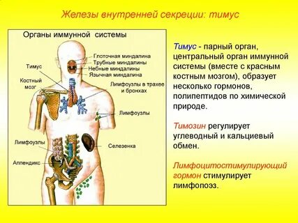 Внутренней секреции 6 букв
