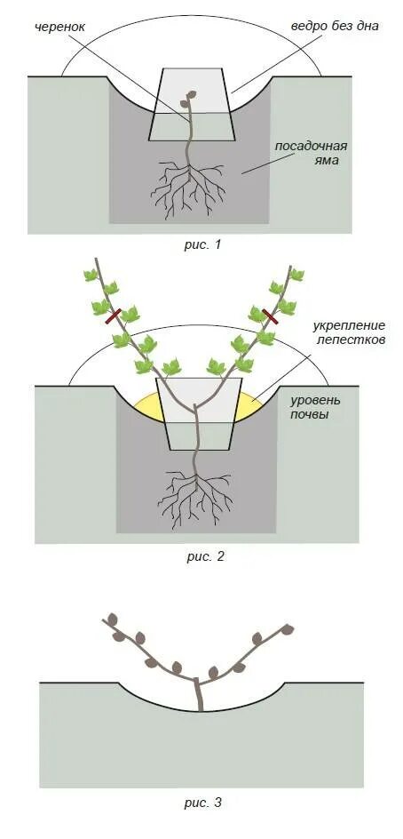Посадка винограда весной саженцами в средней. Схема посадки вегетирующего саженца винограда виноград. Посадить виноград черенками весной. Посадка винограда весной саженцами в открытый грунт. Посадка винограда чубуками весной.