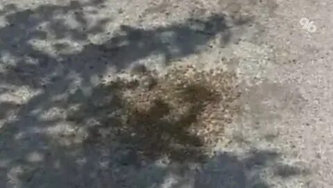 Пчелы ставропольский край
