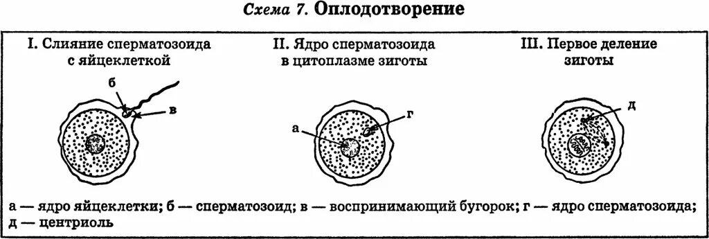 Яйцеклетки сохраняют способность к оплодотворению. Схема процесса оплодотворения человека. Фазы оплодотворения схема. Схема оплодотворения яйцеклетки. Этапы оплодотворения схема.