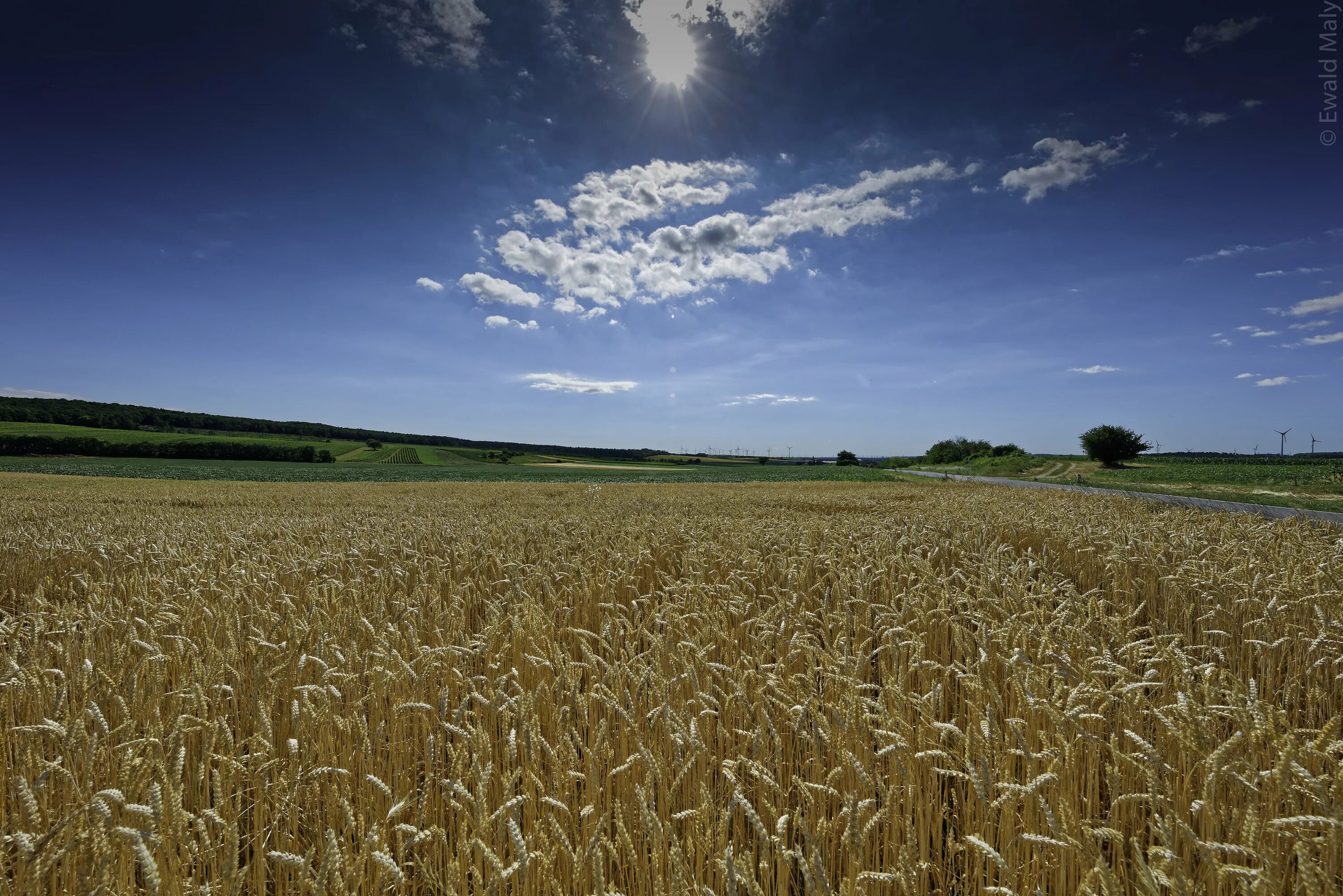 Отличные пшеничные. Поле пшеницы HD. Пейзаж с зерновым полем. Пшеничное поле HD. Поля пшеницы в США.