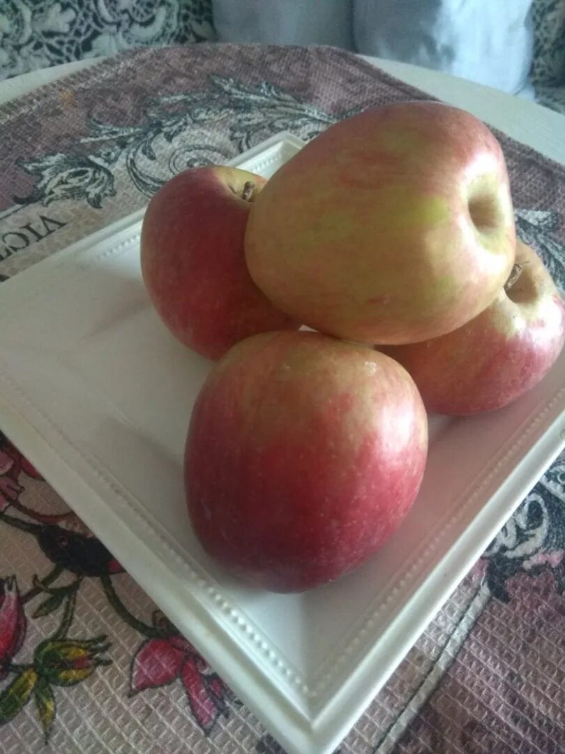 Яблоня коричневое. Яблоня бурая. Сорта сладких сезонных яблок. Яблоки сезонные фото. Яблоки в магните сорта.