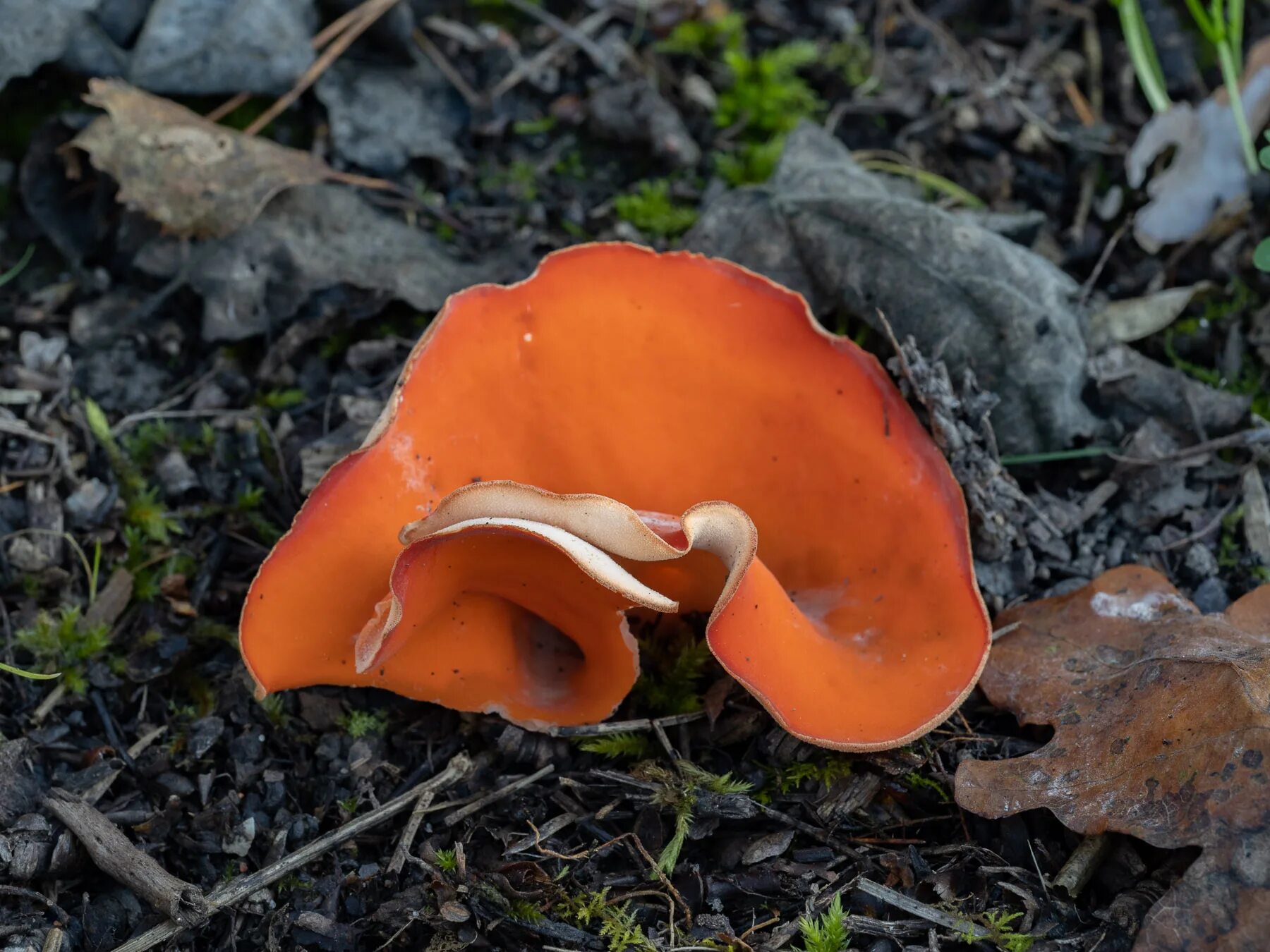 пецица оранжевая. гигроцибе киноварно-красная. оранжевый гриб. алеврия желтая. грибы красно оранжевые.