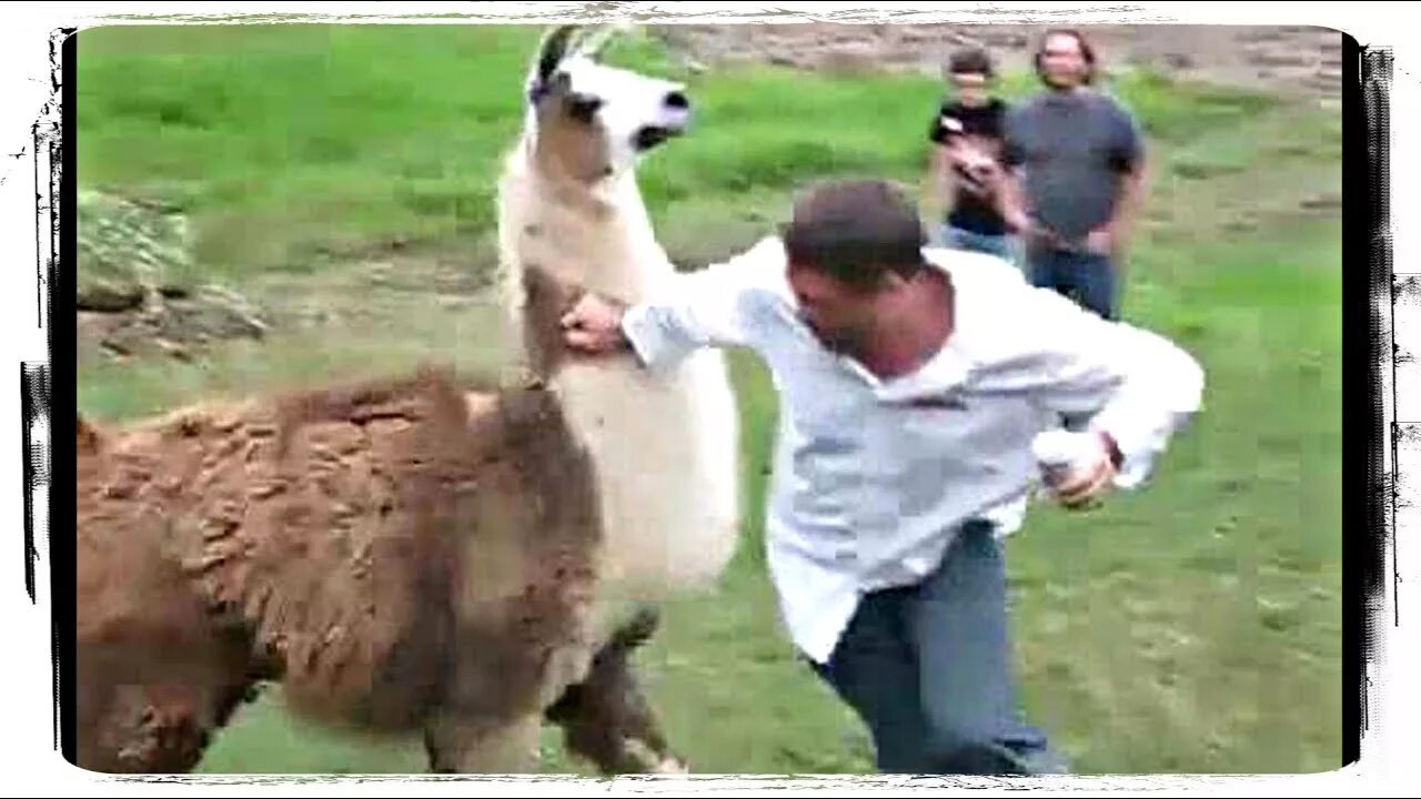 Зачем ламы плюются. Лама плюется в мужика смешное видео. Лама плюется в зоопарке. Альпака плюнула в лицо. Лама плюются в человека.