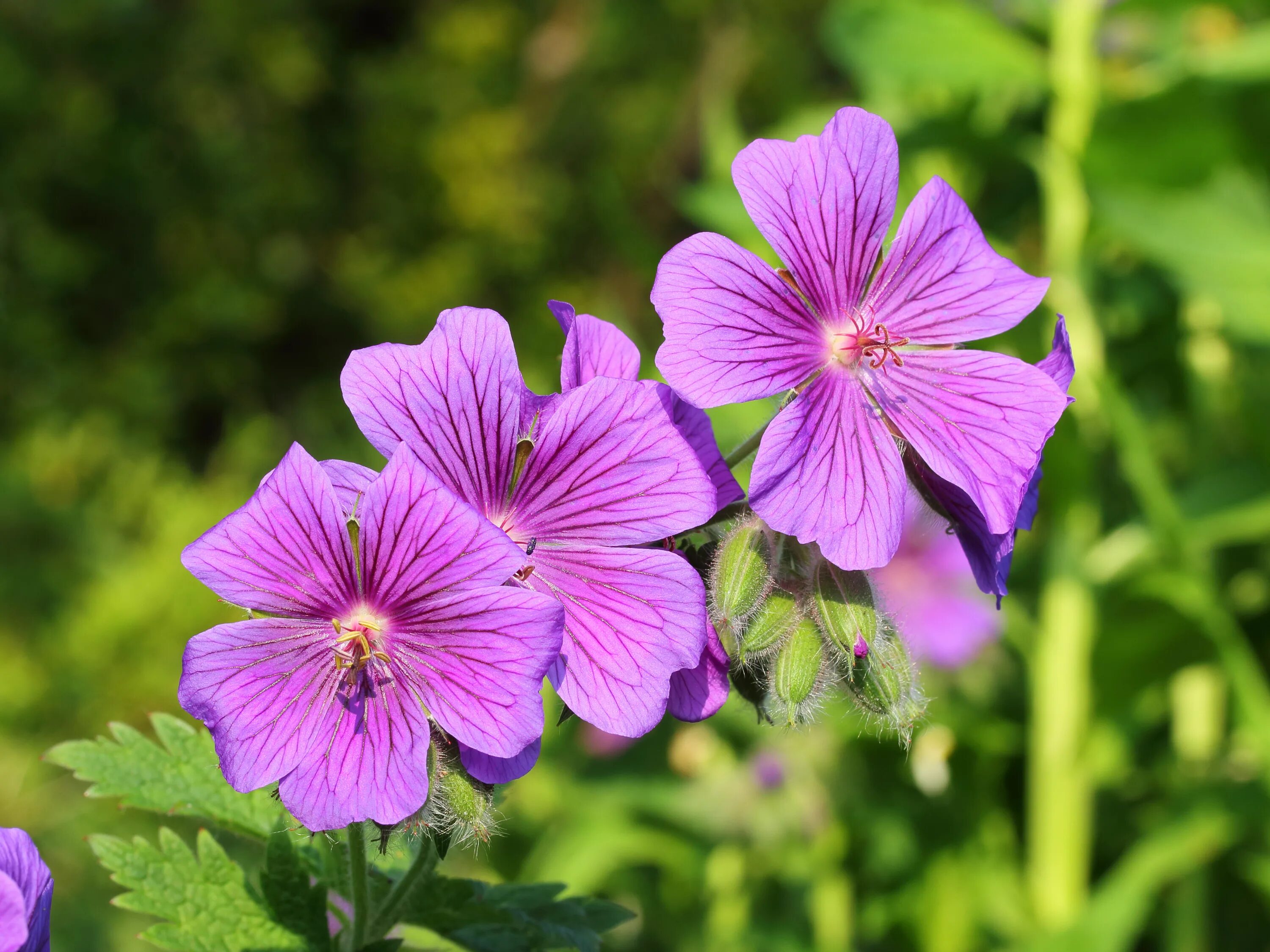 Герань 2. БЧ герань-2. Geranium platypetalum. Герань-2 Шахед воронка. Герань 2 сколько