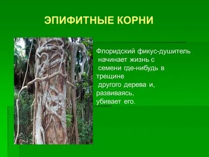 Интересные факты о воздушных корнях