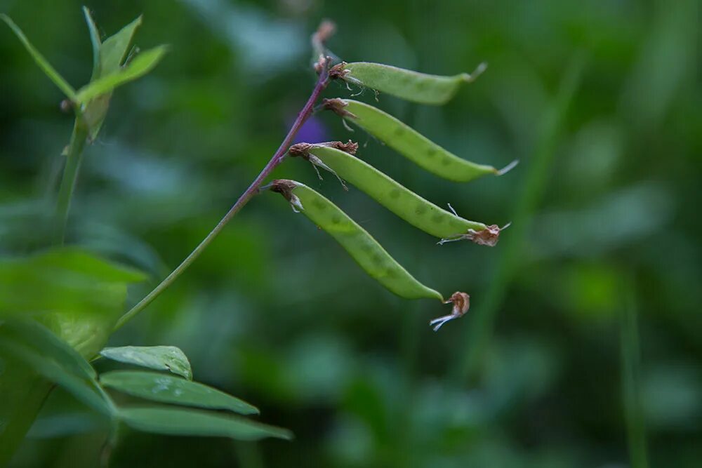 Vicia sepium – горошек заборный. Горошек заборный плод. Vicia плод. Горошек заборный гербарий.