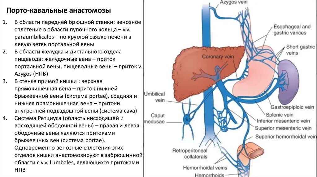 Кава кавальные анастомозы анатомия. Кава кавальные и портокавальные анастомозы. Кава кавальные венозные анастомозы. Порто и кава кавальные анастомозы схема.