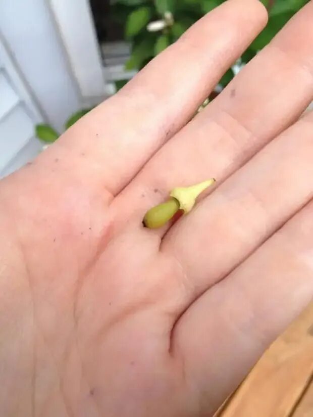 Красный лайм в горшке. Хлороз цитрусовых. Лимонное дерево скинуло листья. Лимон мейера листья. Лимон павловский листья.