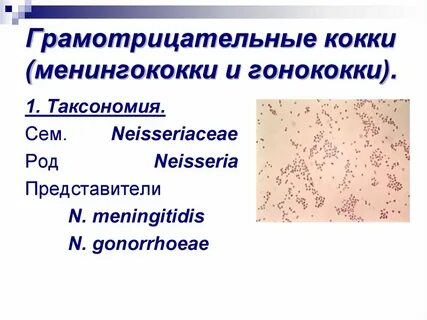 Гонококки стрептококки