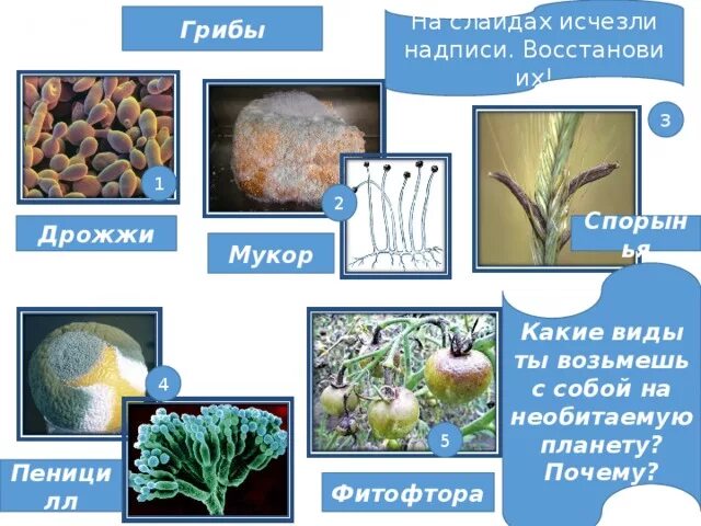 Мукор 2 головня. Ризоиды rhizopus nigricans. Спорангий аспергилла. Мукор 2 головня. Мукор 2 головня.