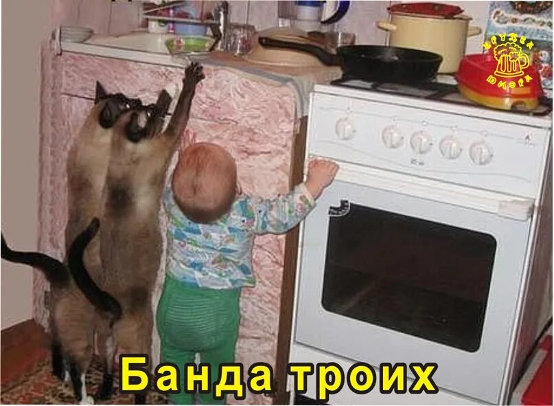 Мы сегодня кушать будем мужское. Плохому не научит. Хороший кот плохому не научит демотиватор. Хороший кот плохому не научит. Мамми плохому не научит.