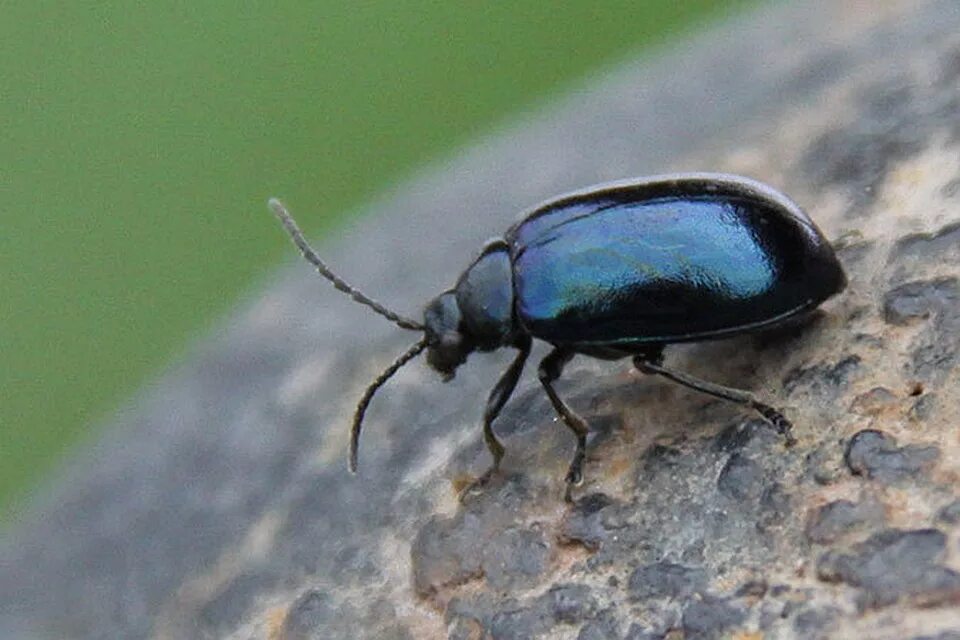 жук листоед гречишный. листоед полынный. маленький жук. четырехпятнистый грибоед. жук хрущ квартирный.