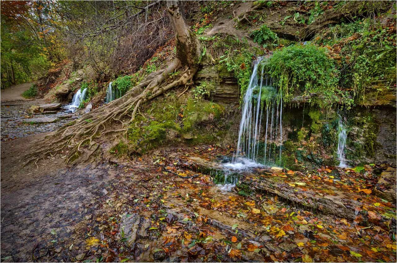 Растительный источник воды