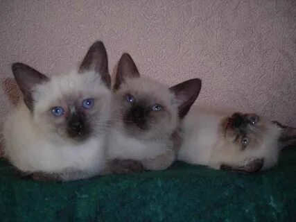 Бесплатные котята сиамская