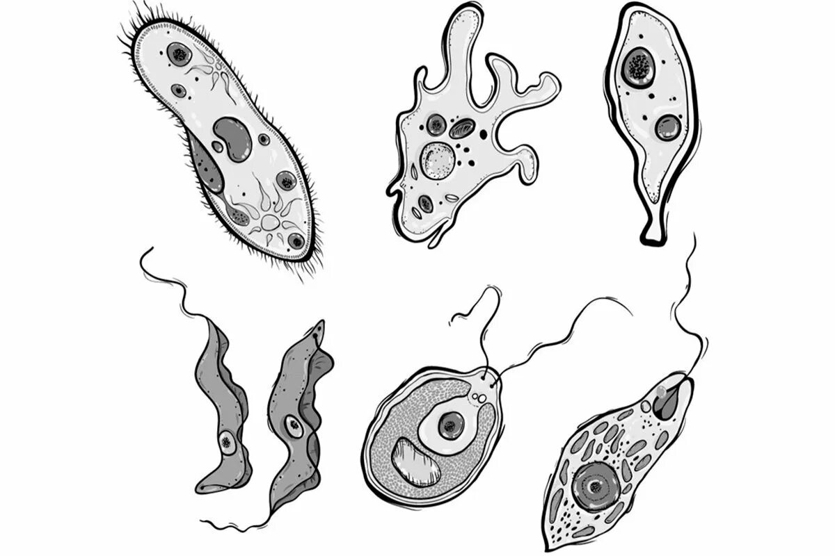 Список простейших организмов. Одноклеточные организмы простейшие биология. Одноклеточные организмы это в биологии. Эукариотические одноклеточные микроорганизмы. Протисты это одноклеточные организмы.