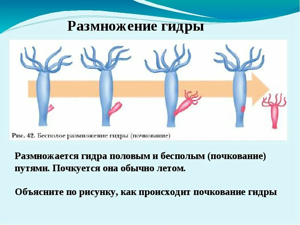 Пресноводная гидра размножается. Почкование гидры схема. Кишечнополостные гидра почкование. Почкование гидры рисунок. Почкование гидры рис.