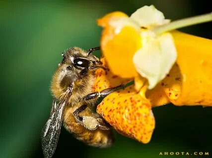 Honey bee