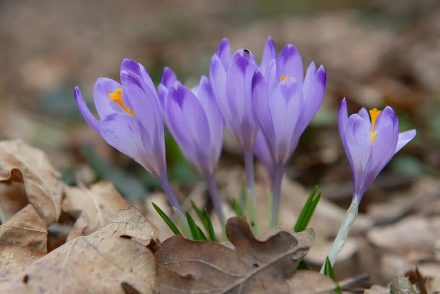 Первоцветы Адыгеи. Первоцветы Адыге и. Весенние первоцвет Адыгея. Crocus reticulatus. Первоцветы кавказа