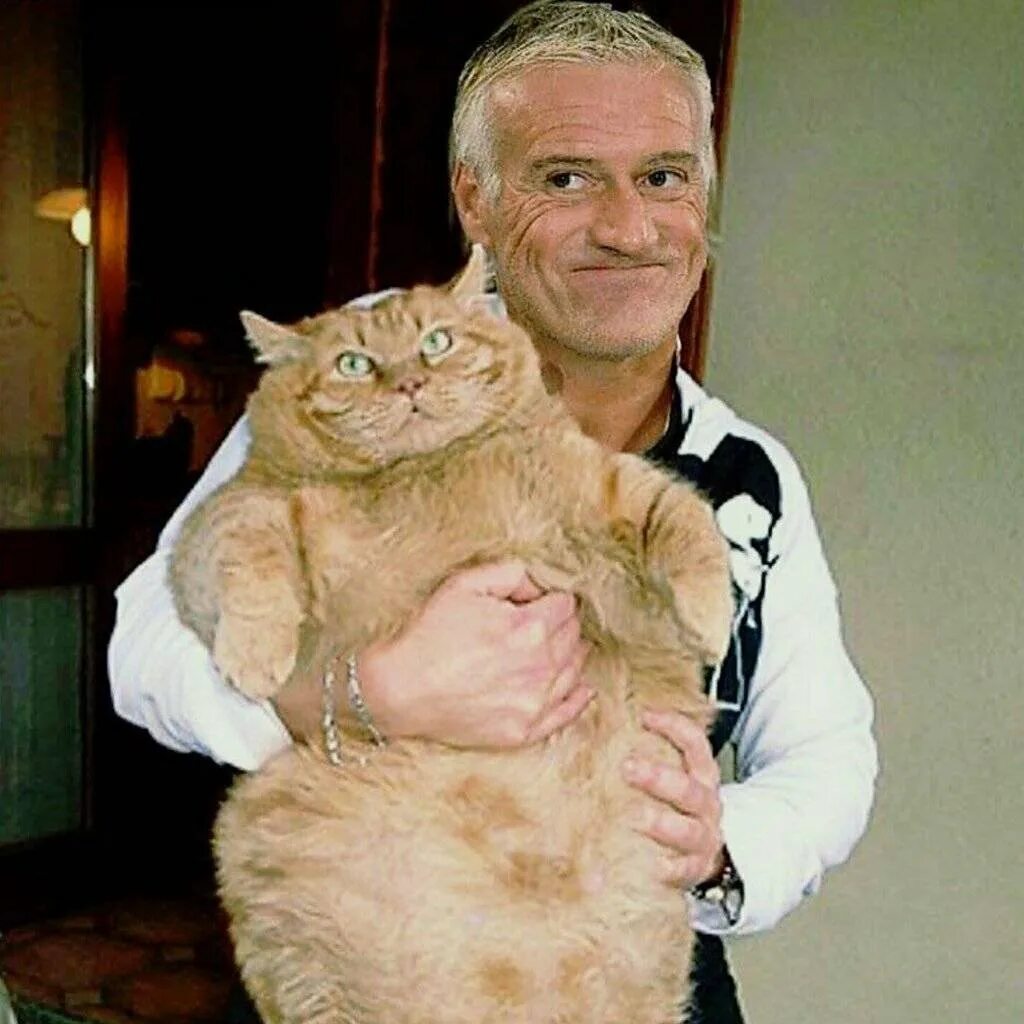 Кошка несёт котёнка за шкирку. Нашкодивший кот. Grosse chatte. Grosse chatte. Grosse chatte.