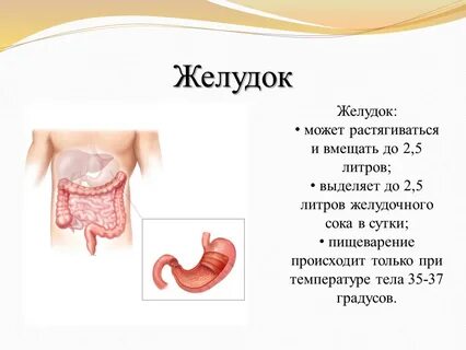 Кишки текст