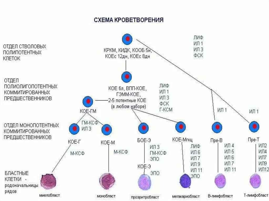 Схема кроветворения стволовая клетка. Мегалобластический Тип кроветворения схема. Полипотентная стволовая клетка крови. Схема гемопоэза патофизиология. Стволовая клетка крови