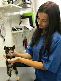 Ветеринары тулы отзывы