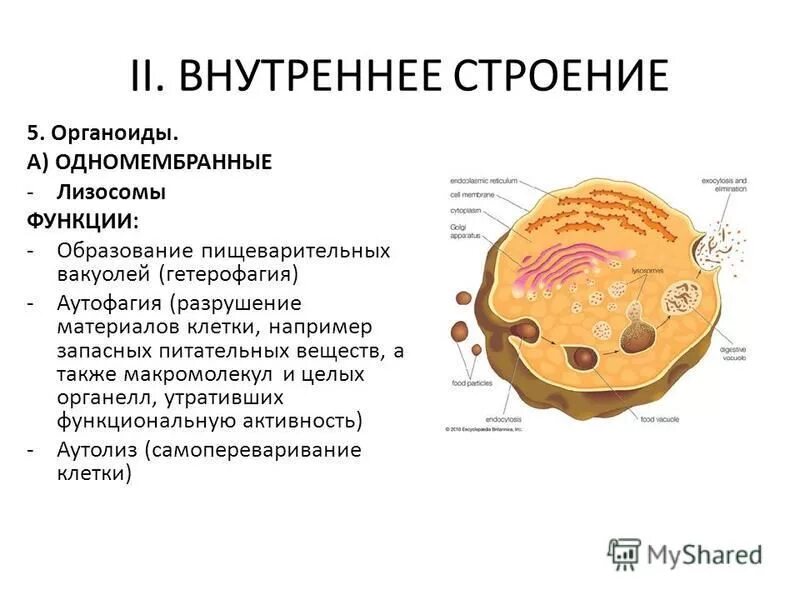 Функции органоидов лизосома. Особенности строения органоида клетки лизосома. Лизосомы строение и функции. Лизосома функции органоида.