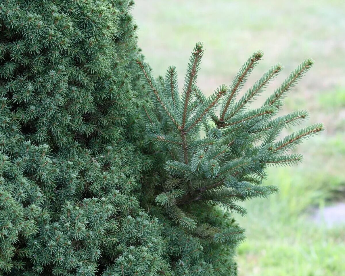 Ель Picea glauca. Picea albertiana. Ель Энгельмана Глаука. Picea araucarioides'.