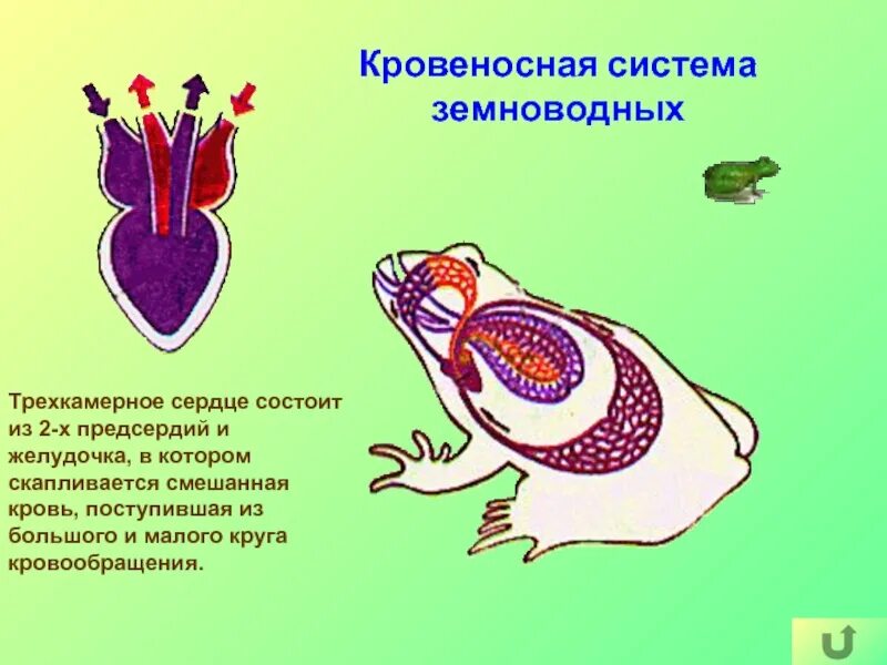 Ароморфозы кровеносной системы земноводных. Кровеносная система рыб земноводных пресмыкающихся. Сердечная система земноводных. Трехкамерное сердце. У какого животного трехкамерное