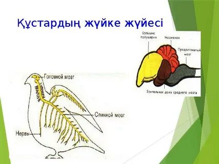 Әлемдегі ең күлкілі сексуалдық рәсімдер