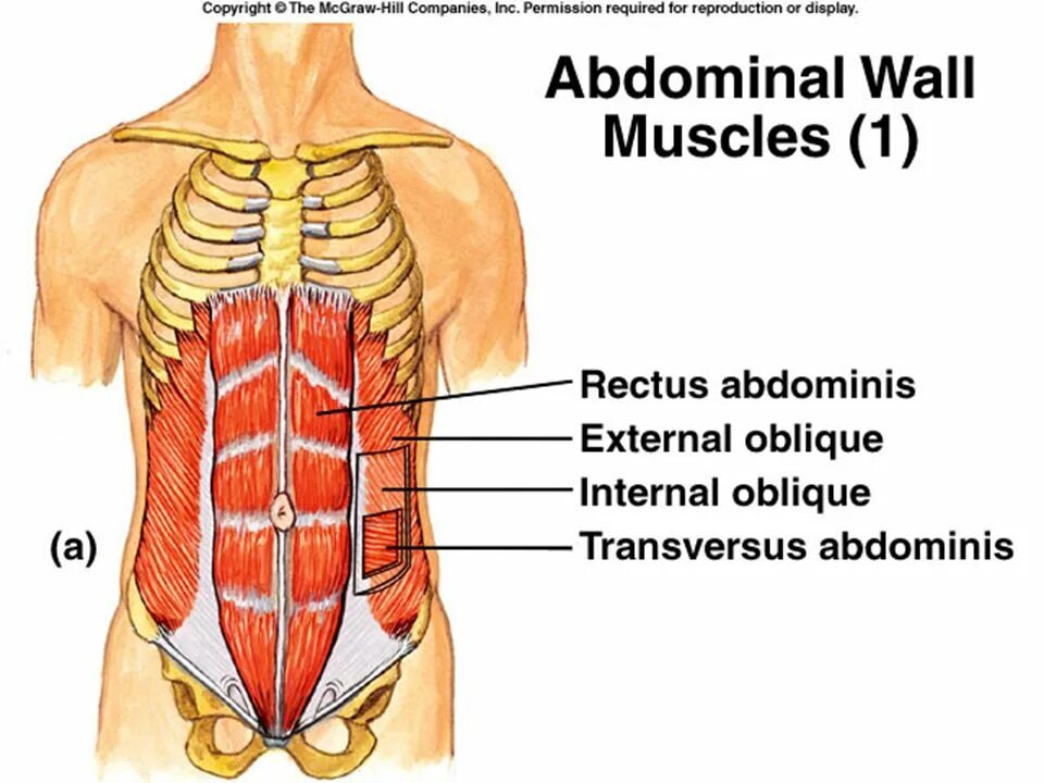 Transversus abdominis. M transversus abdominis начало. Поперечная мышца живота (m. transversus abdominis). Rectus abdominis мышца.