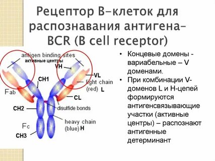 Рецептор антигена