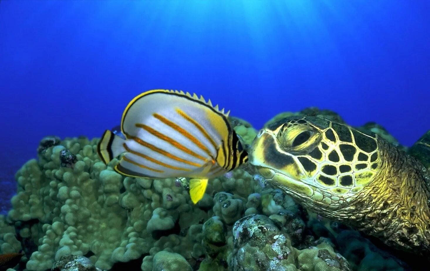Обитатели океана рыбы. Карибское море обитатели Карибского моря. Морские жители. Подводные животные. Подводные обитатели океана.