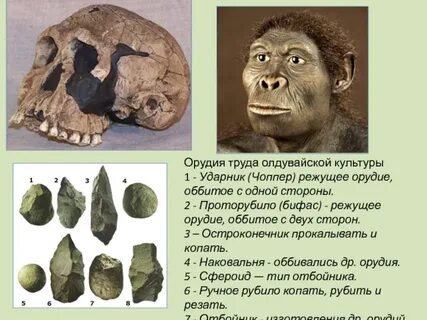 Орудия труда австралопитеков