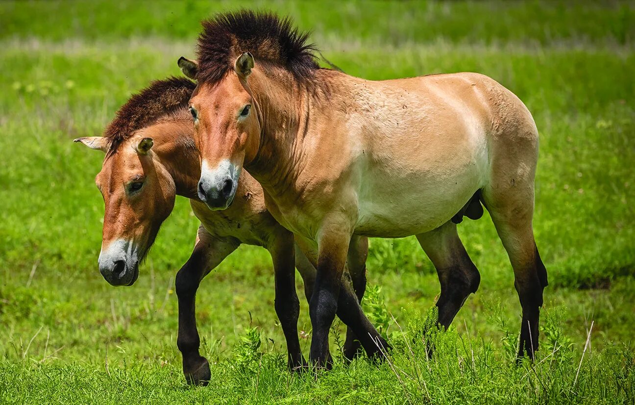 Лошадь Пржевальского. Лошадь Пржевальского Equus przewalskii. Пржевальский лошадь Пржевальского. Тарпан, европейская Степная лошадь. Почему лошадь пржевальского