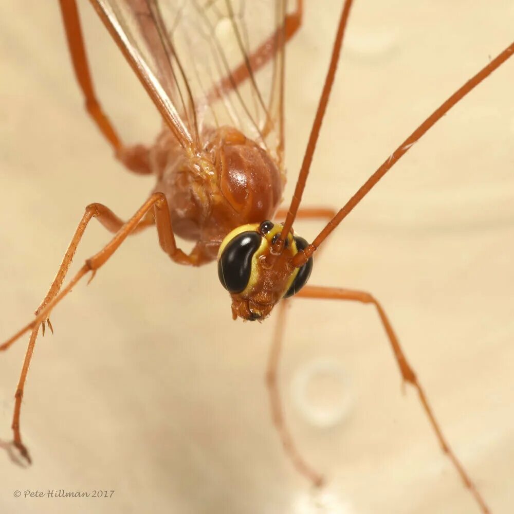 Офион желтый. Ophion luteus. наездник офион. оса наездник офион.