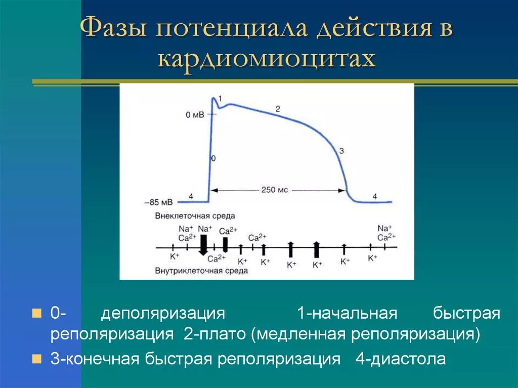 Максимальное использование потенциала. Фазы потенциала действия сократительного кардиомиоцита. Фазы Пд типичного кардиомиоцита. Пд типичных кардиомиоцитов фазы. Фазы потенциала действия типичных кардиомиоцитов.